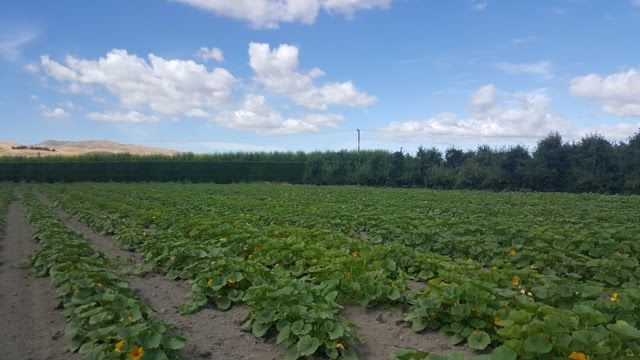 Scott's Strawberry Farm